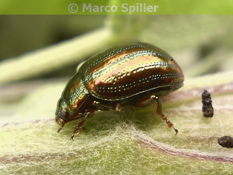 Chrysolina americana